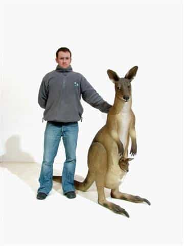Life-size Kangaroo Prop