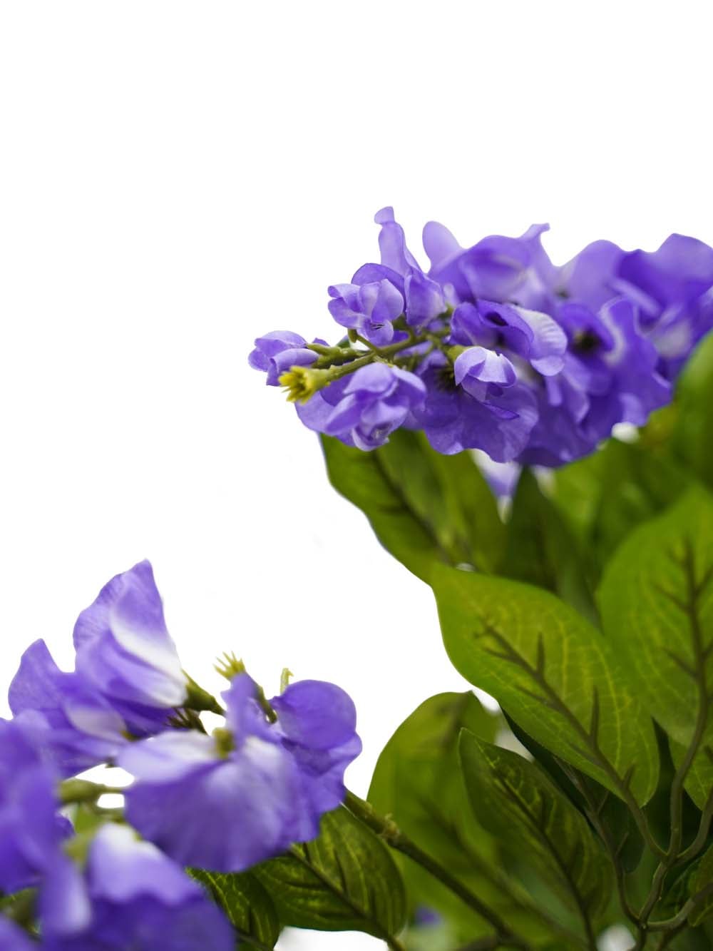 SCN164_Wisteria Tree - Purple - Large_event_prop_hire_EPH_Creative (10) copy _optimised
