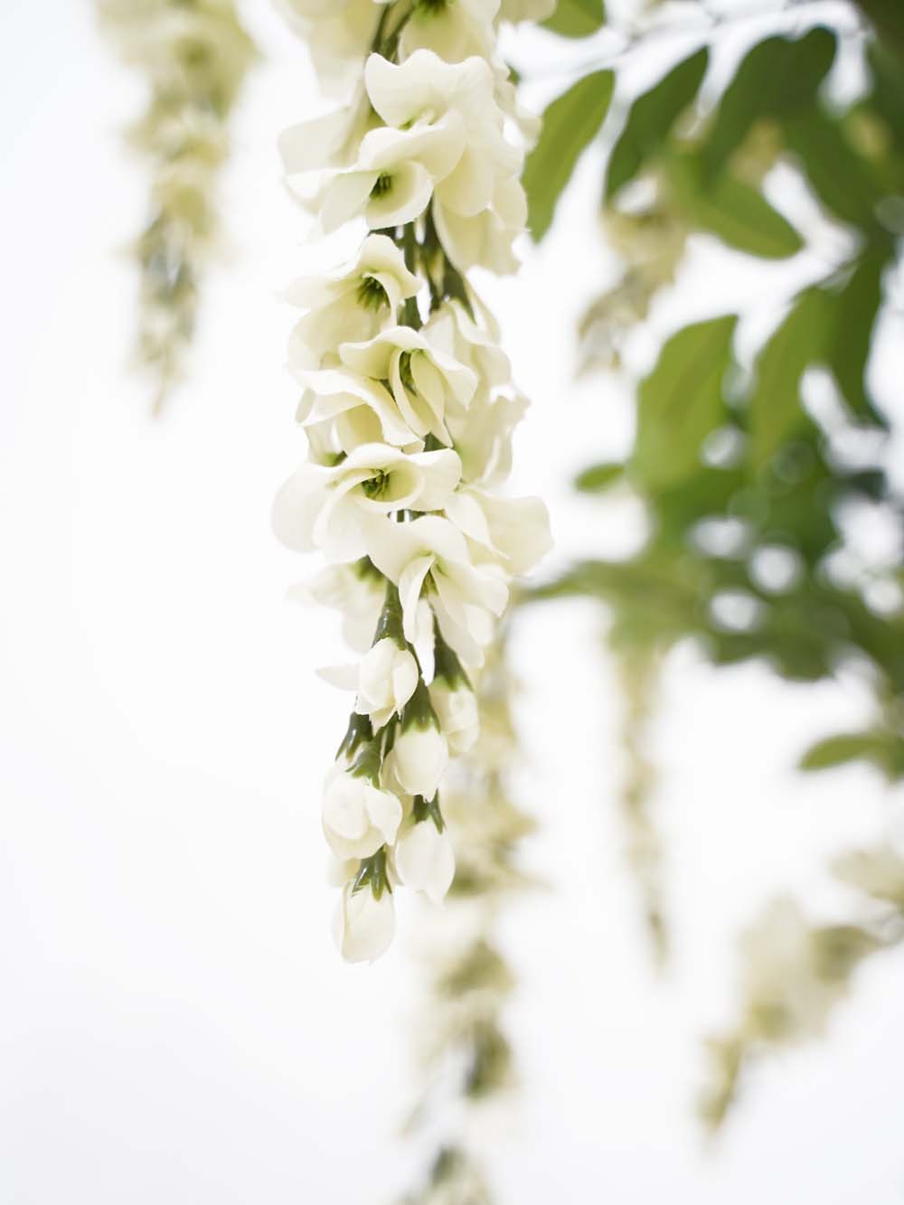 SCN165_Wisteria Tree - Cream - Large_event_prop_hire_EPH_Creative (11) copy _optimised