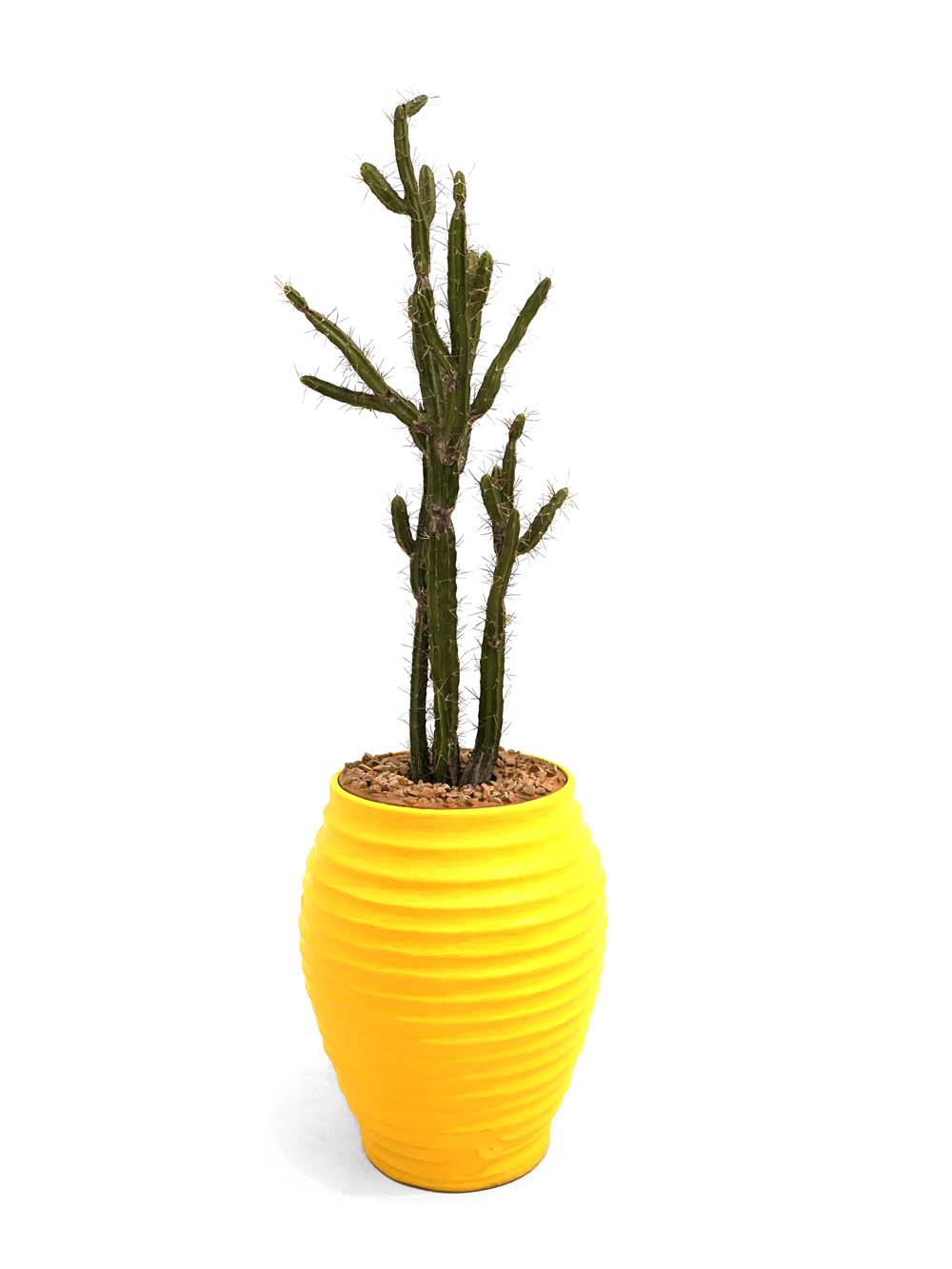 SN1873 _Giant Colourful Potted Plant - Yellow_event_prop_hire_EPH_Creative_69 copy _optimised