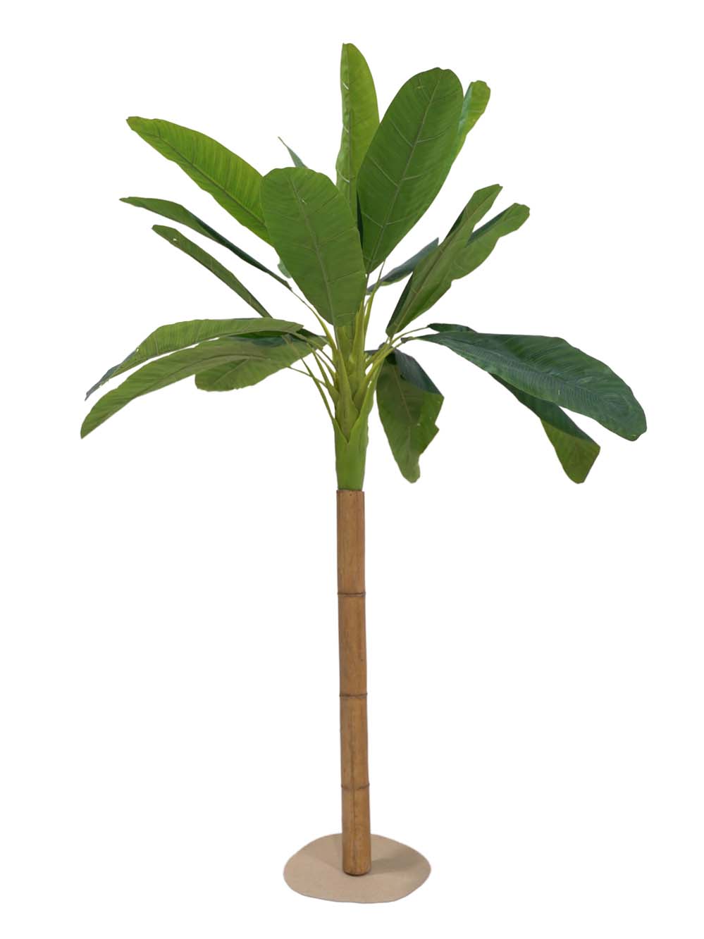 SN4453 _Medium Banana Palm Tree (2.4m) #2_event_prop_hire_EPH_Creative_007 copy _optimised