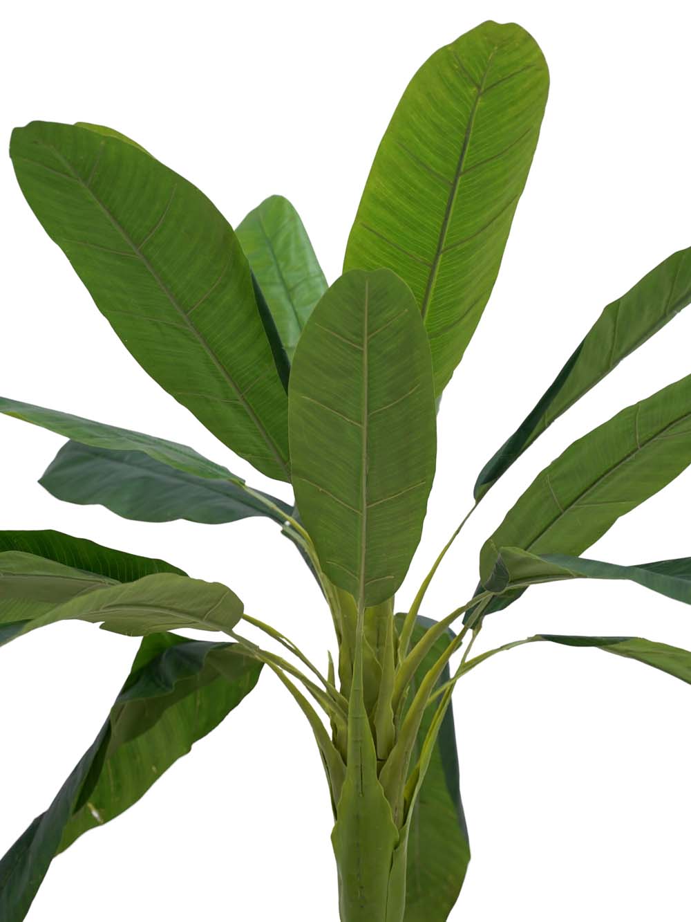 SN4453 _Medium Banana Palm Tree (2.4m) #2_event_prop_hire_EPH_Creative_010 copy _optimised