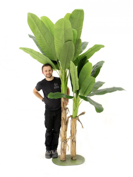 N4481 Medium Double Banana Palm Tree (2.7m max height)