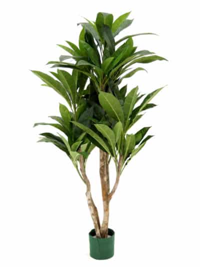 Leafy Green Plant (Plumeria) - Large | EPH Creative - Event Prop Hire