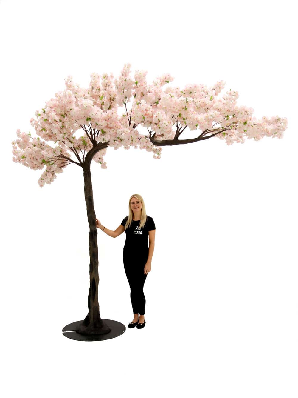Pink Cherry Blossom Canopy Tree (3.3m)