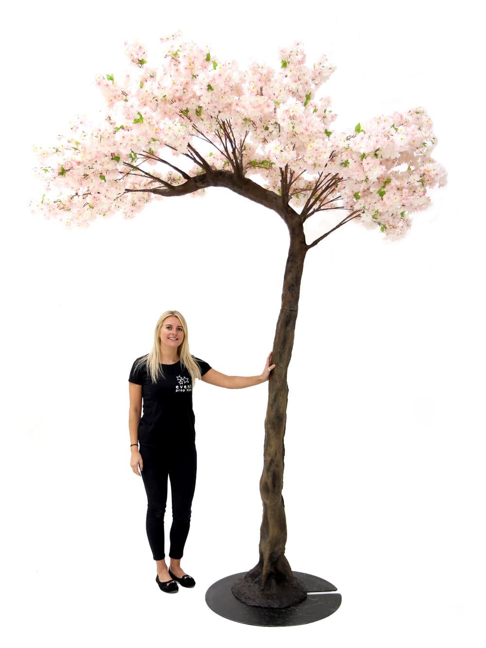 Pink Cherry Blossom Half Arch Tree (3.5m)