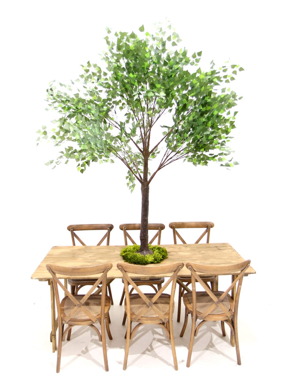 Birch Table Top Tree Event Prop Hire