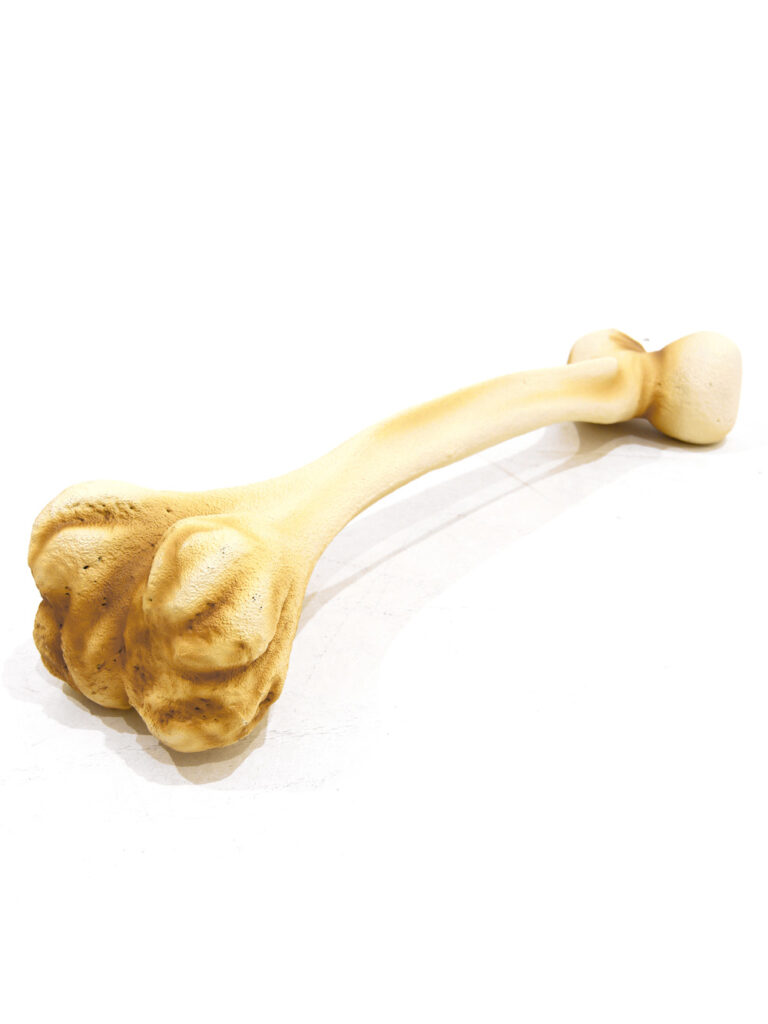 Large Dinosaur Bone EPH Creative Event Prop Hire