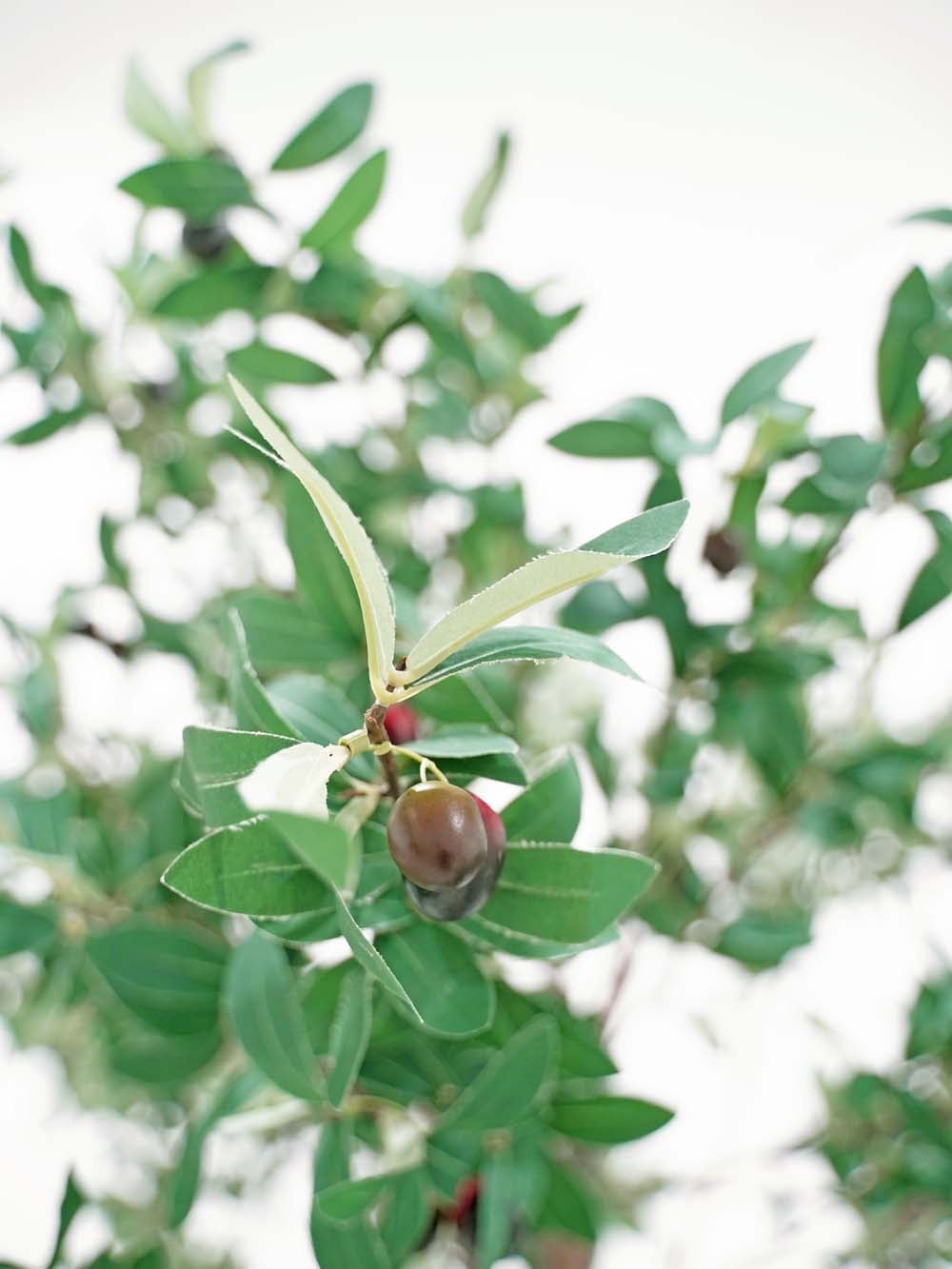 SN6841_Thick Trunk Tree (2.9m) - Olive_event_prop_hire_EPH_Creative copy _optimised