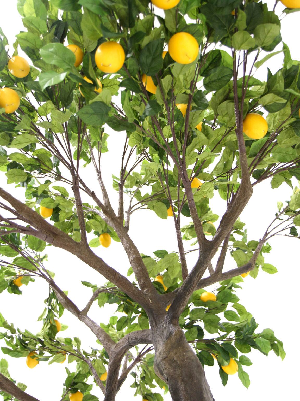 SN8447 Lemon Twisted Trunk Tree (2.9m)_eph_creative_event_prop_hire_0195 copy