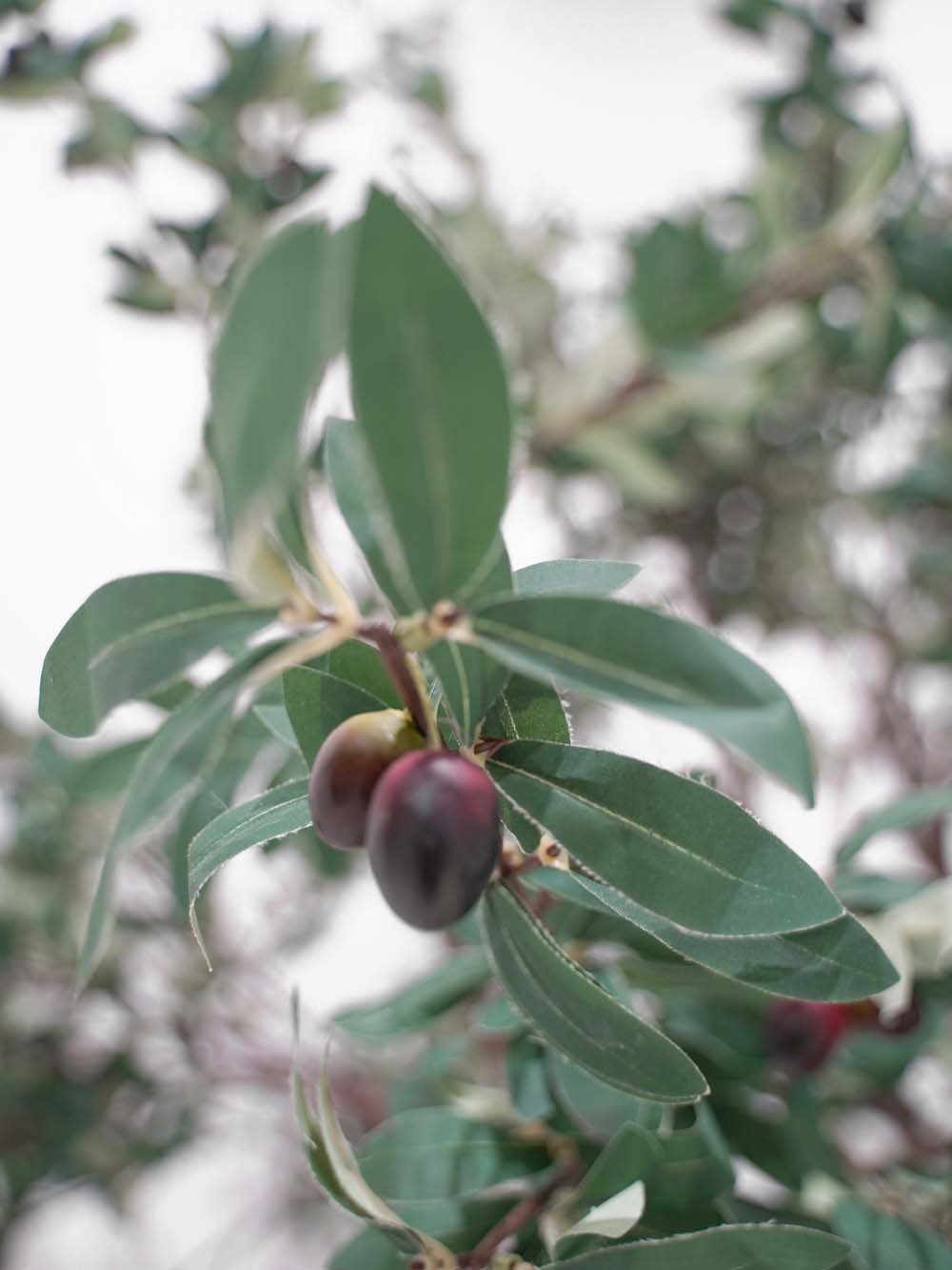 SN9280_Medium Trunk Tree (2.7m) - Olive_event_prop_hire_EPH_Creative (13) copy _optimised