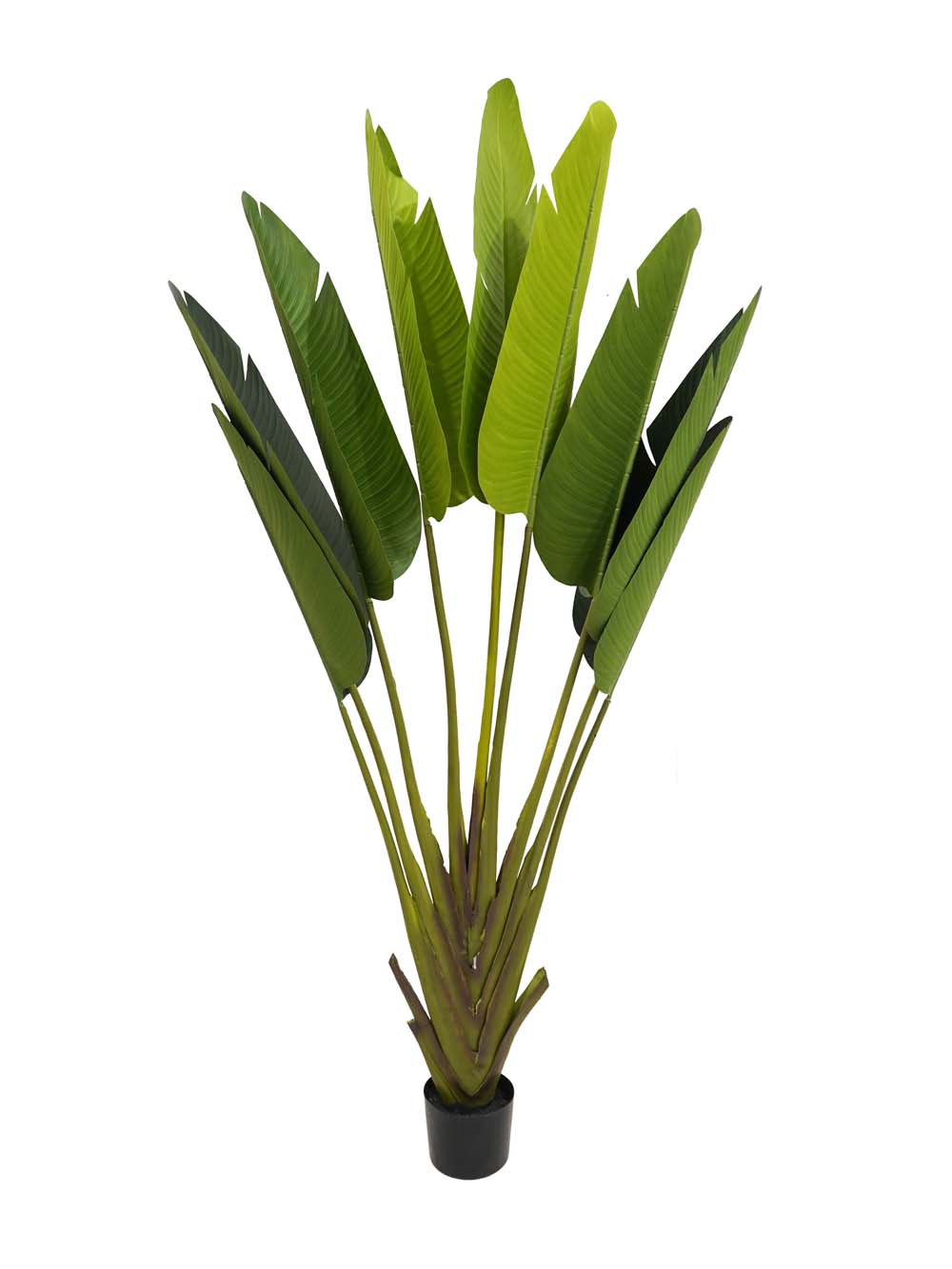SN9141_Tropical Peacock Palm Tree - Medium_event_prop_hire_EPH_Creative (3) copy _optimised