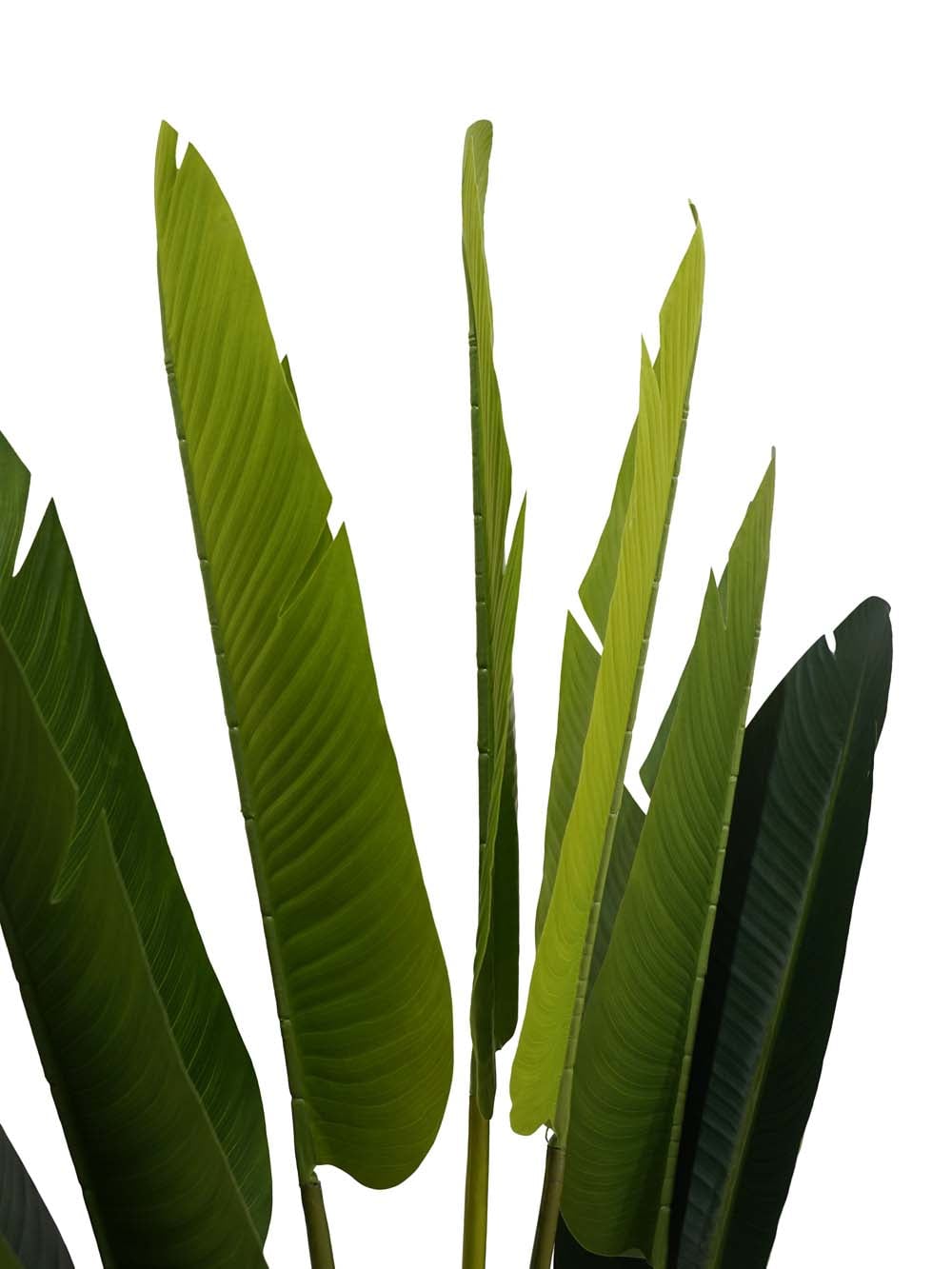 SN9141_Tropical Peacock Palm Tree - Medium_event_prop_hire_EPH_Creative (5) copy _optimised