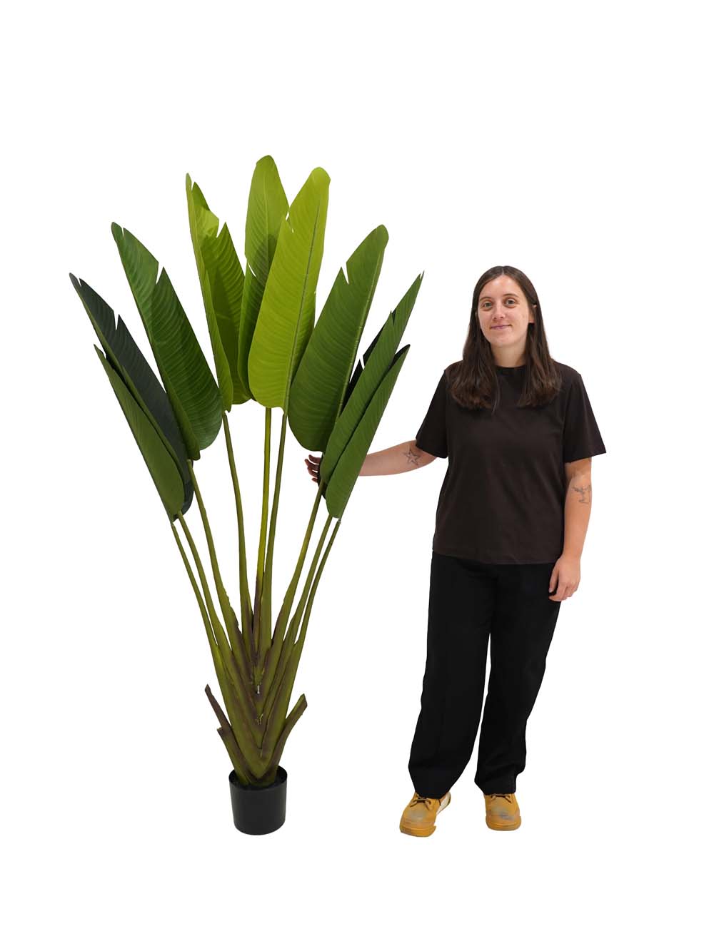 SN9141_Tropical Peacock Palm Tree - Medium_event_prop_hire_EPH_Creative copy _optimised