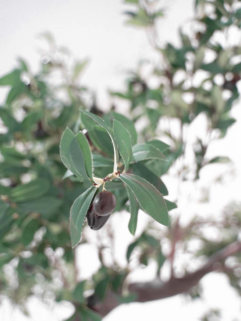 SN10173_Moon Gate - Olive_event_prop_hire_EPH_Creative (12) copy _optimised