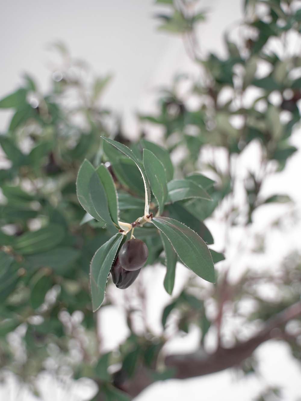 SN10339_Half Moon Gate - Olive_event_prop_hire_EPH_Creative (18) copy _optimised