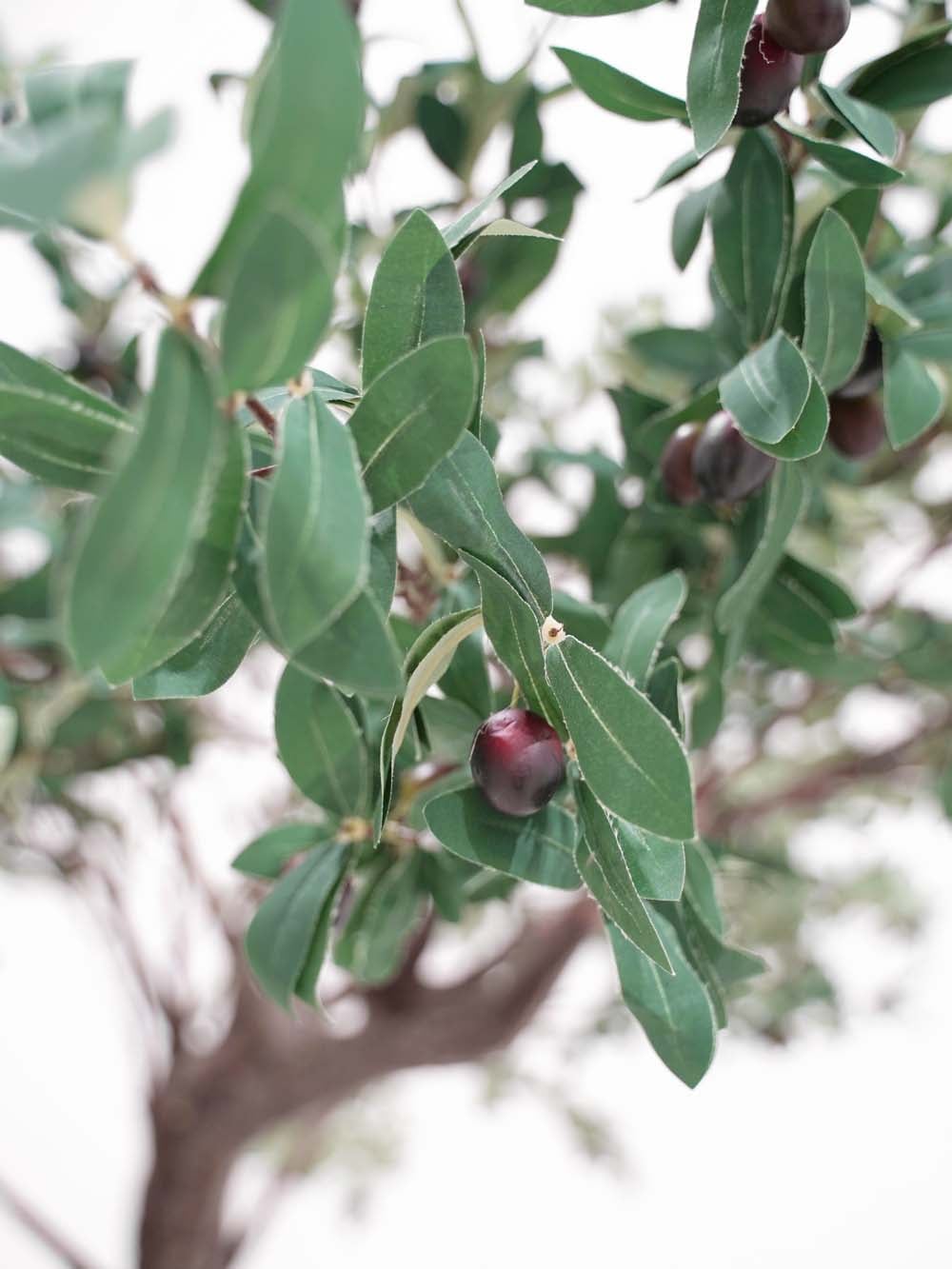 SN10125_Short Canopy Tree (2.2m) - Olive_event_prop_hire_EPH_Creative (12) copy _optimised