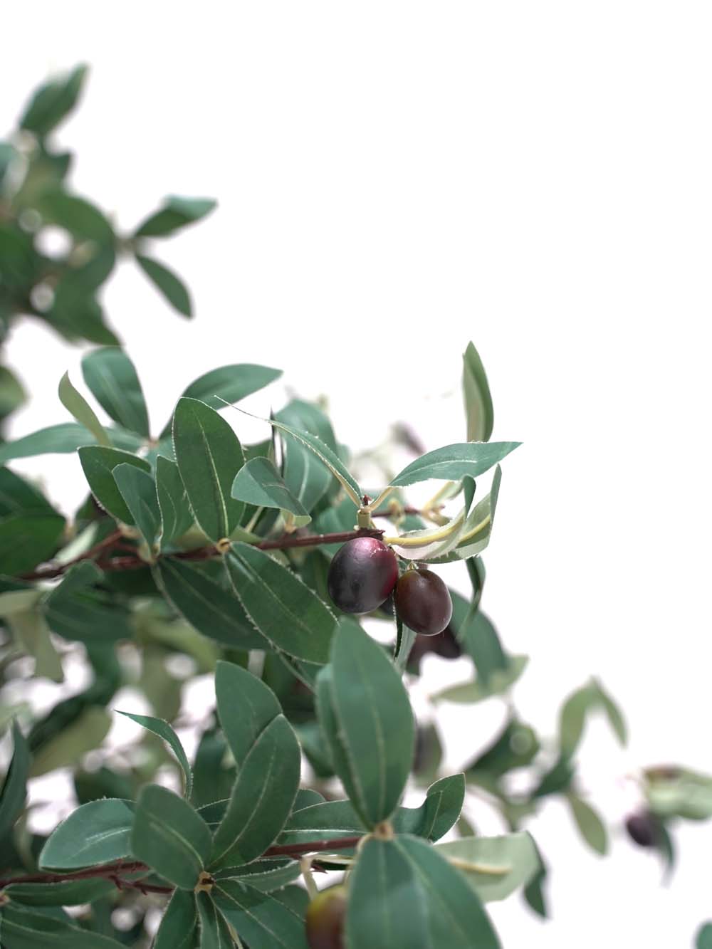 SN10131_Canopy Tree (3m) - Olive_event_prop_hire_EPH_Creative (18) copy _optimised