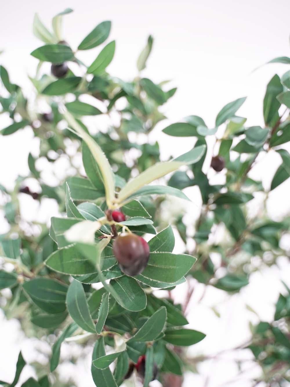 SN10142_Twisted Trunk Tree (2.9m) - Olive_event_prop_hire_EPH_Creative (3) copy _optimised