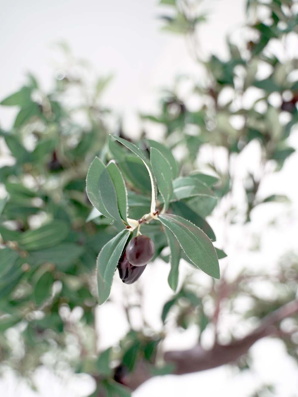 SN10147_Half Arch Tree (3.5m) - Olive_event_prop_hire_EPH_Creative (6) copy _optimised