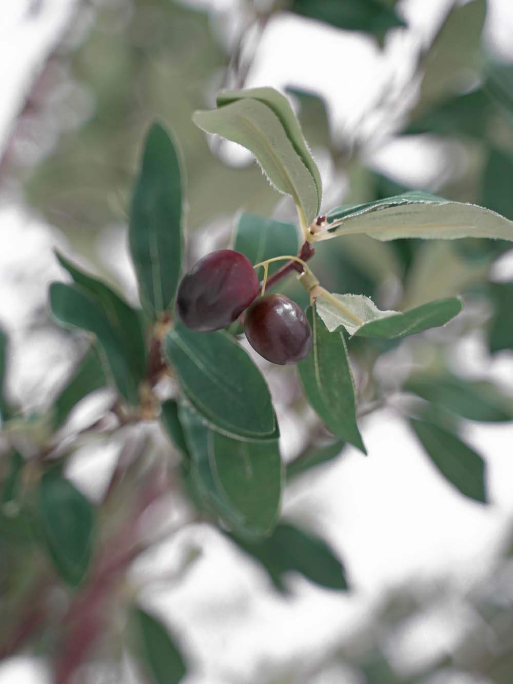 SN10159_Giant Tree (5m) - Olive_event_prop_hire_EPH_Creative (12) copy _optimised