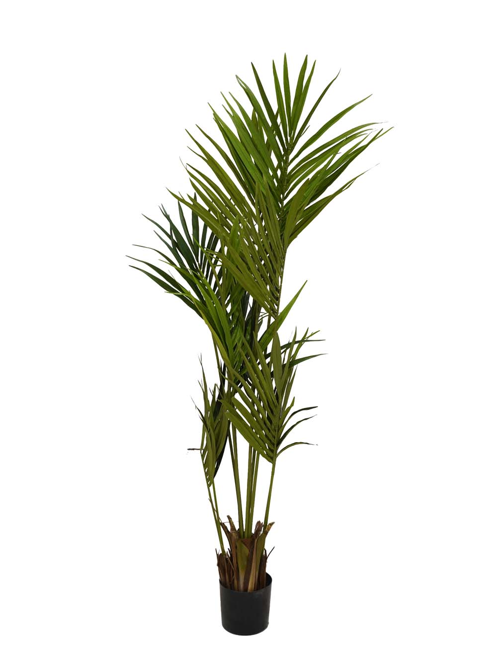 SN10790_Paradise Palm Plant - Medium_event_prop_hire_EPH_Creative (4) copy _optimised