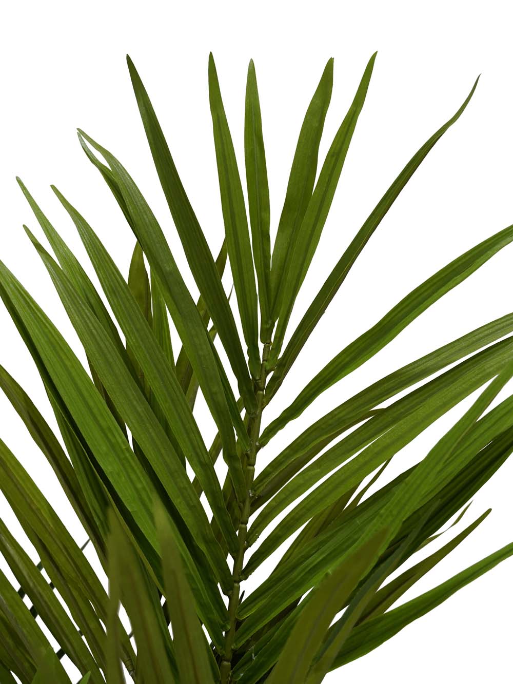 SN10790_Paradise Palm Plant - Medium_event_prop_hire_EPH_Creative (5) copy _optimised