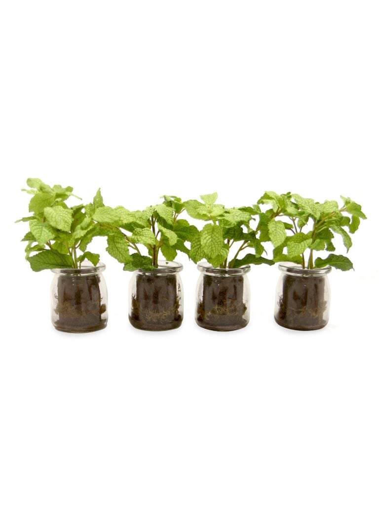 Mint in Glass Vase Set of 4 EPH Creative Event Prop Hire
