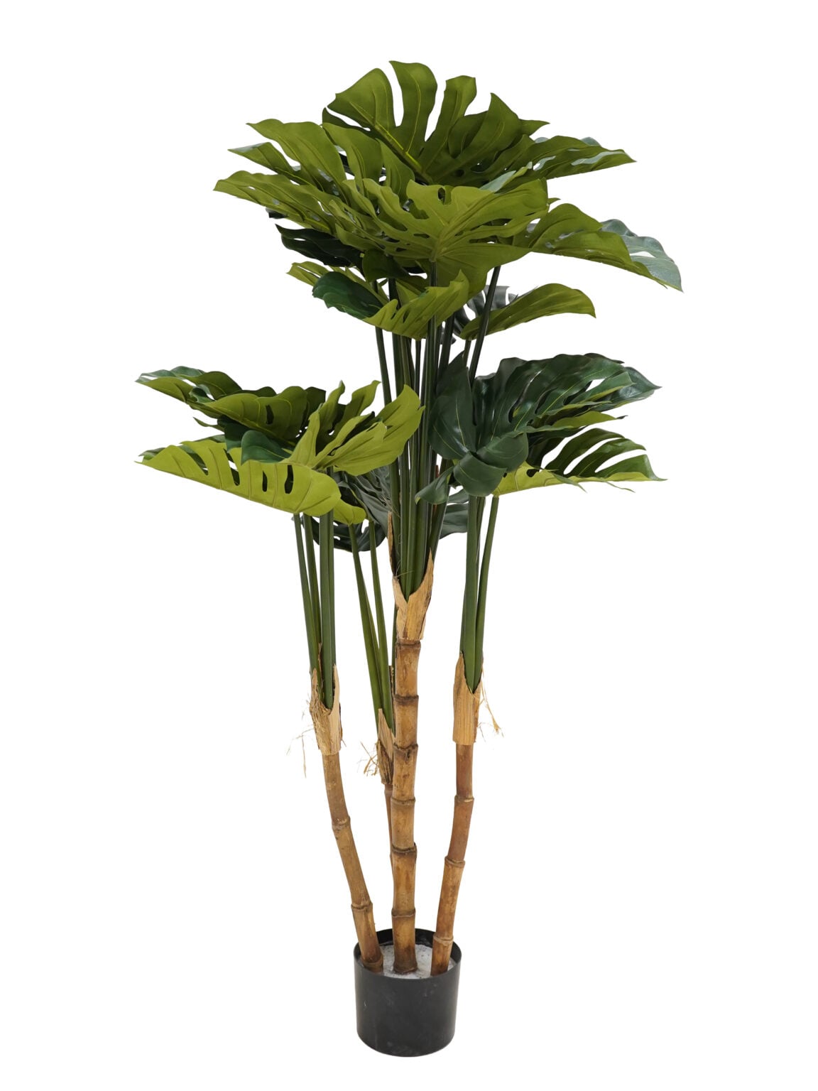 SN11899_Monstera Plant Large - 140cm (FR)_event_prop_hire_EPH_Creative (1) copy