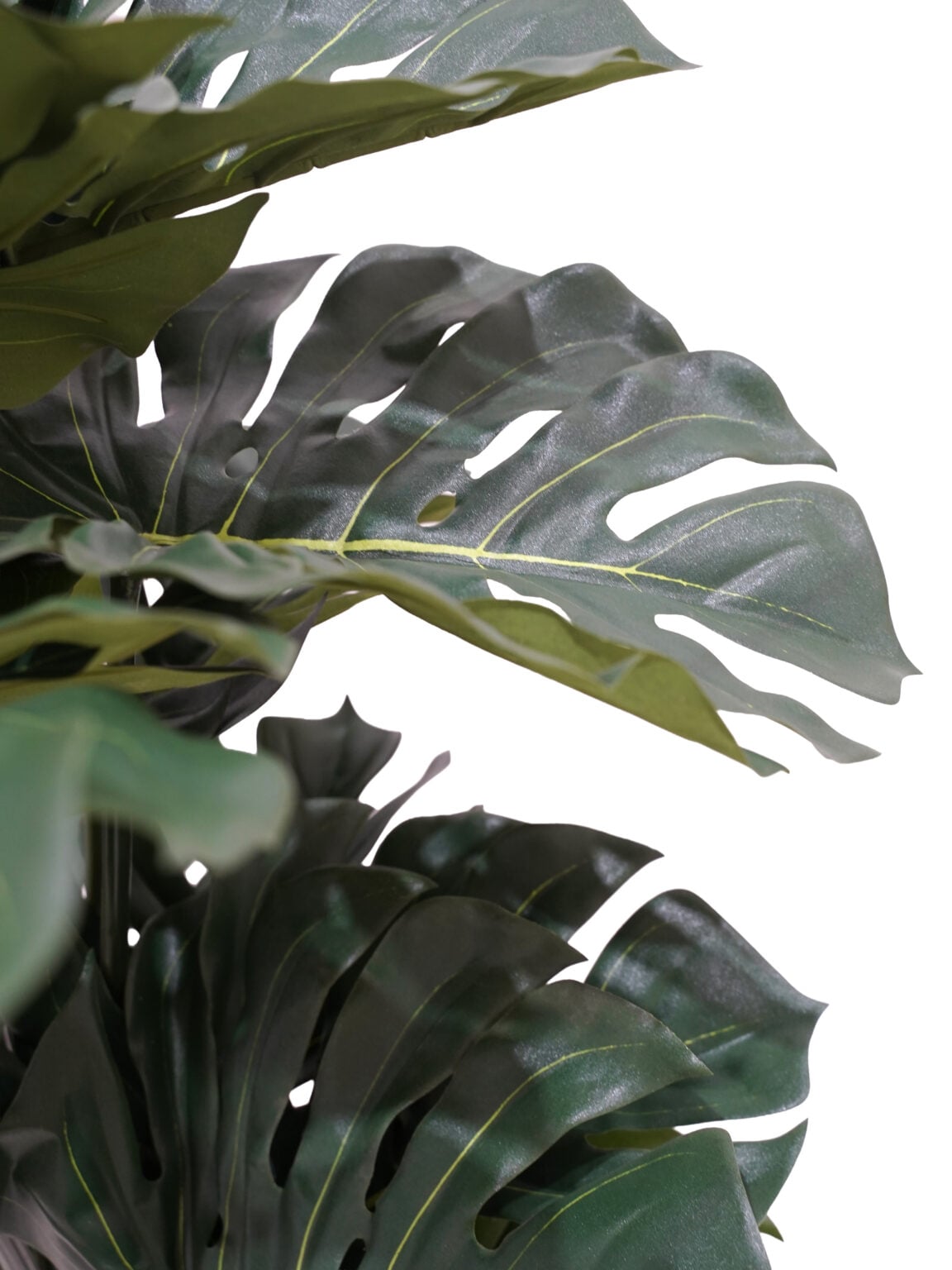 SN11899_Monstera Plant Large - 140cm (FR)_event_prop_hire_EPH_Creative (5) copy