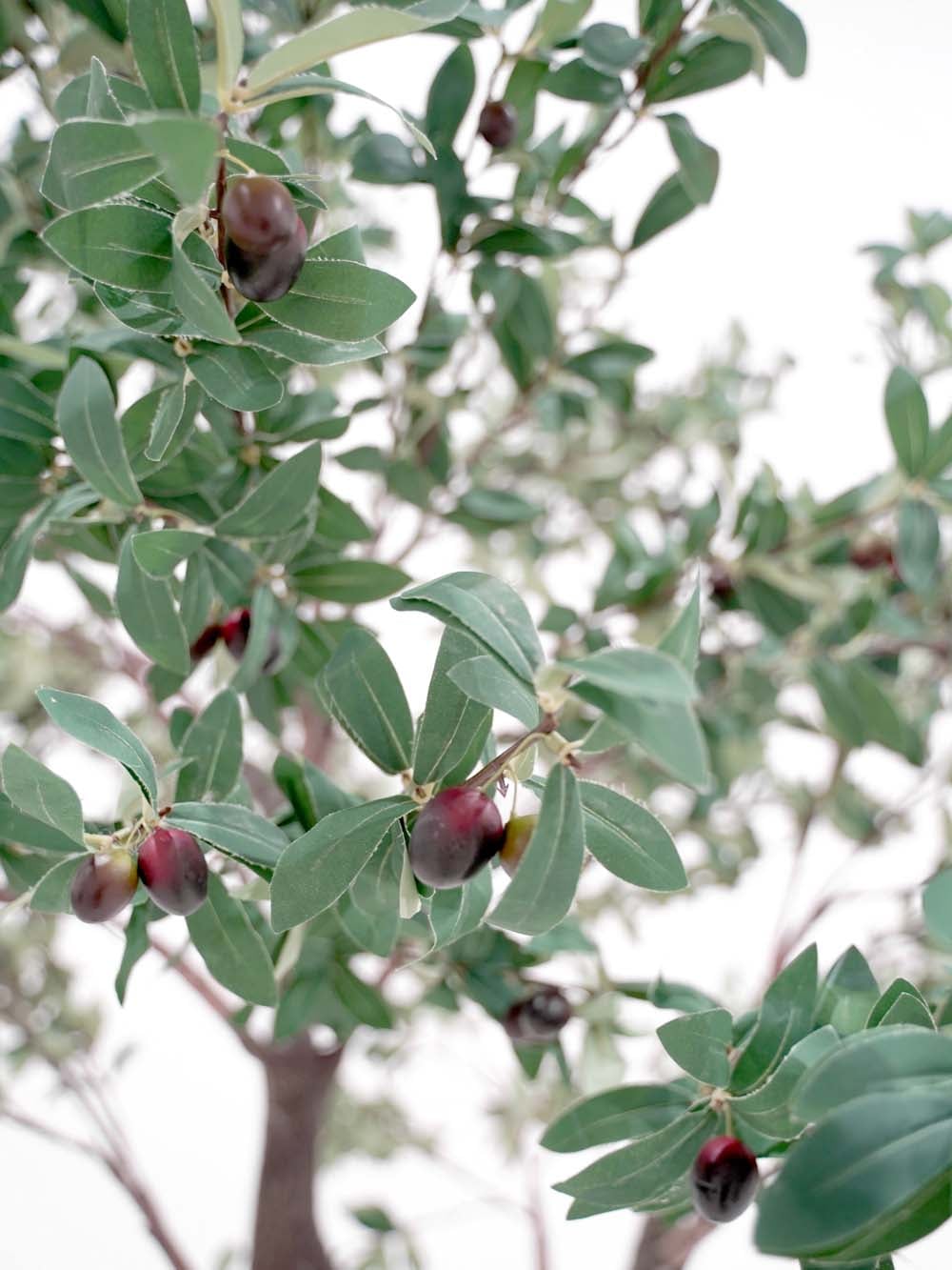 SN9321_Y-Shaped Tree (2.7m) - Olive_event_prop_hire_EPH_Creative (5) copy _optimised