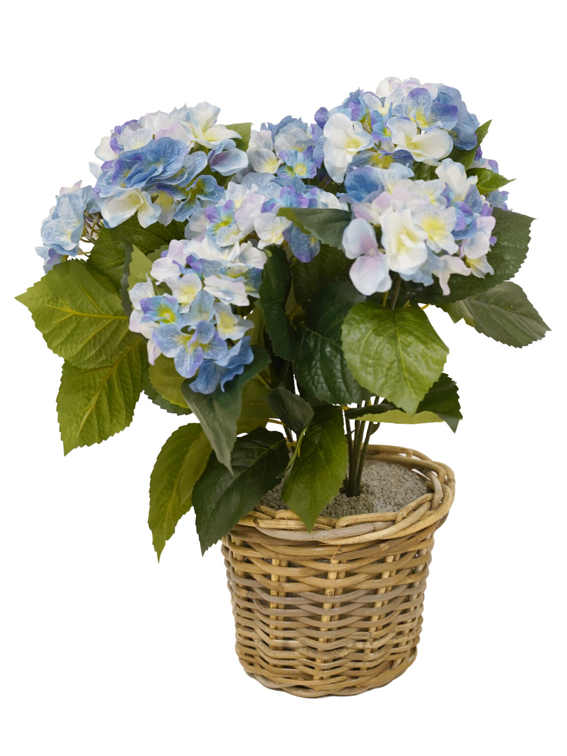 SN12234_Potted Hydrangea Bush - Assorted Colours - Set of 3_event_prop_hire_EPH_Creative (10) copy