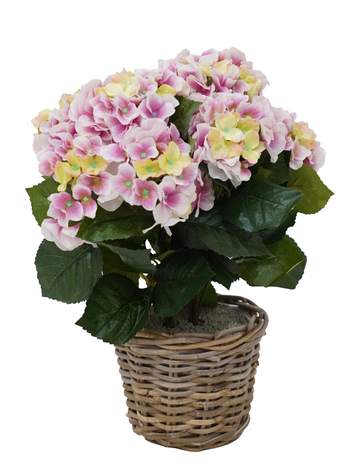 SN12234_Potted Hydrangea Bush - Assorted Colours - Set of 3_event_prop_hire_EPH_Creative (11) copy
