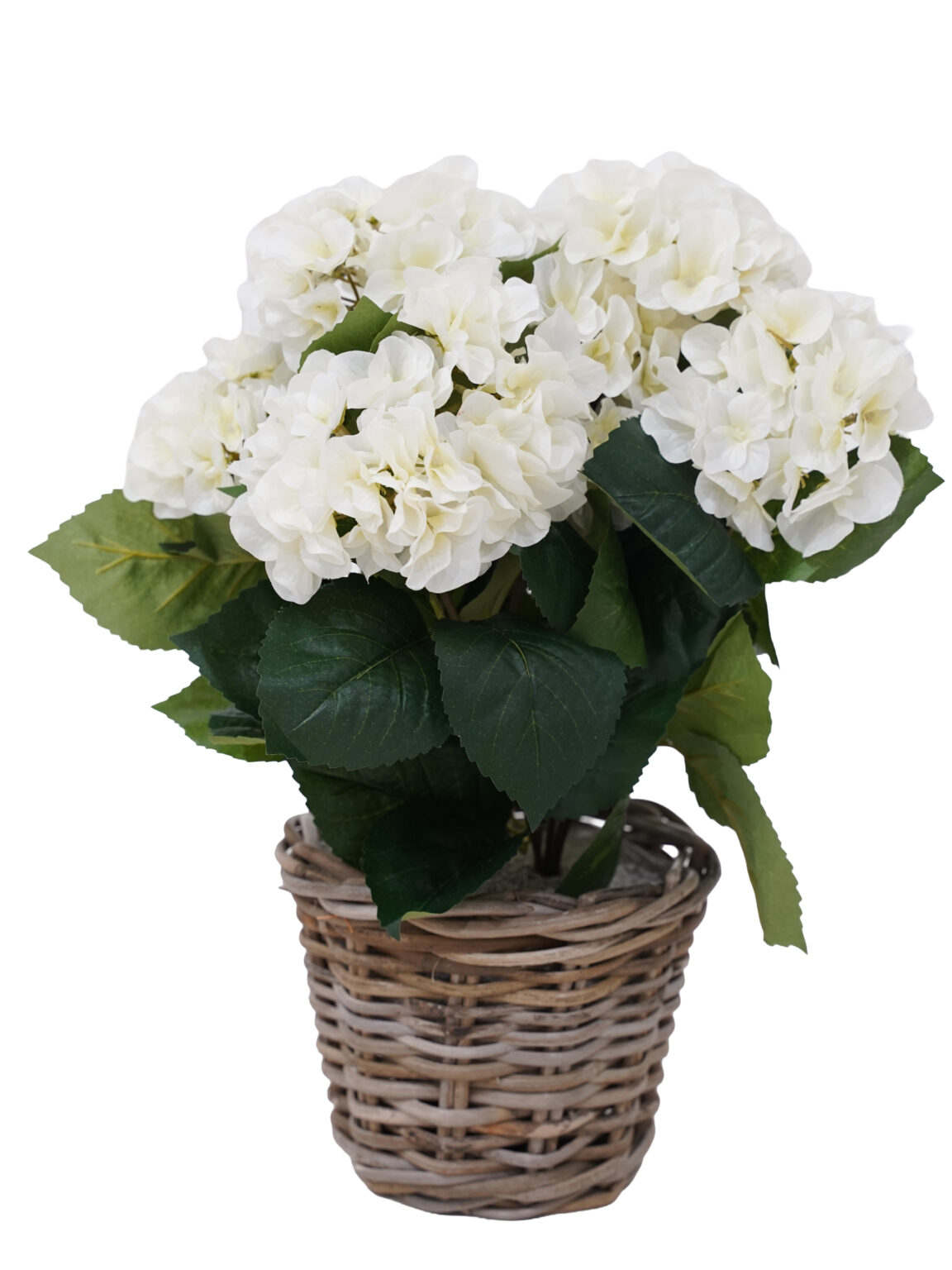 SN12234_Potted Hydrangea Bush - Assorted Colours - Set of 3_event_prop_hire_EPH_Creative (12) copy