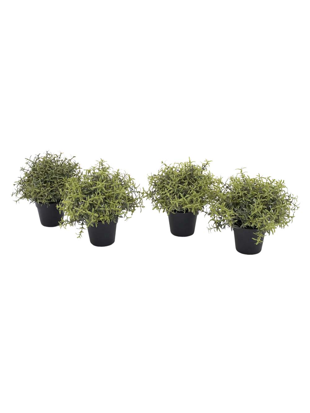 SN11074 _Rosemary Bush in Pot - Small - Set of 4 - (Style May Vary)_event_prop_hire_EPH_Creative_083 copy _optimised