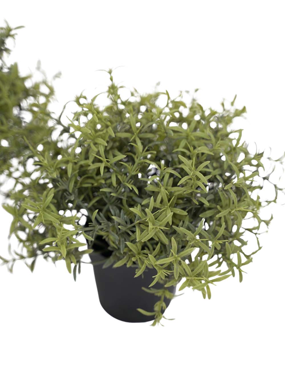 SN11074 _Rosemary Bush in Pot - Small - Set of 4 - (Style May Vary)_event_prop_hire_EPH_Creative_088 copy _optimised