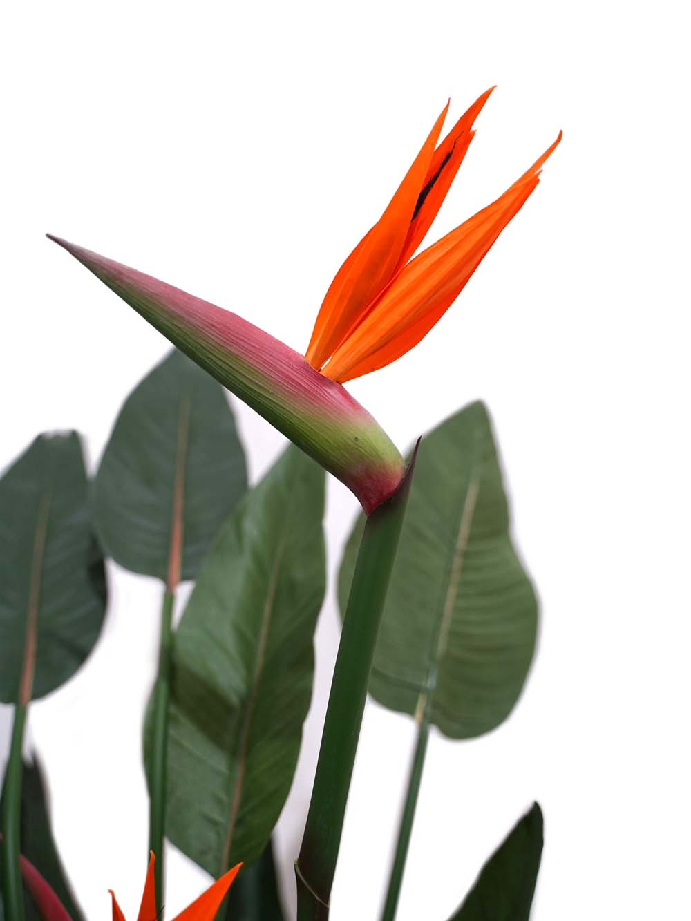 SN14519-_Bird-of-Paradise-Medium_event_prop_hire_EPH_Creative_051-copy-_optimised