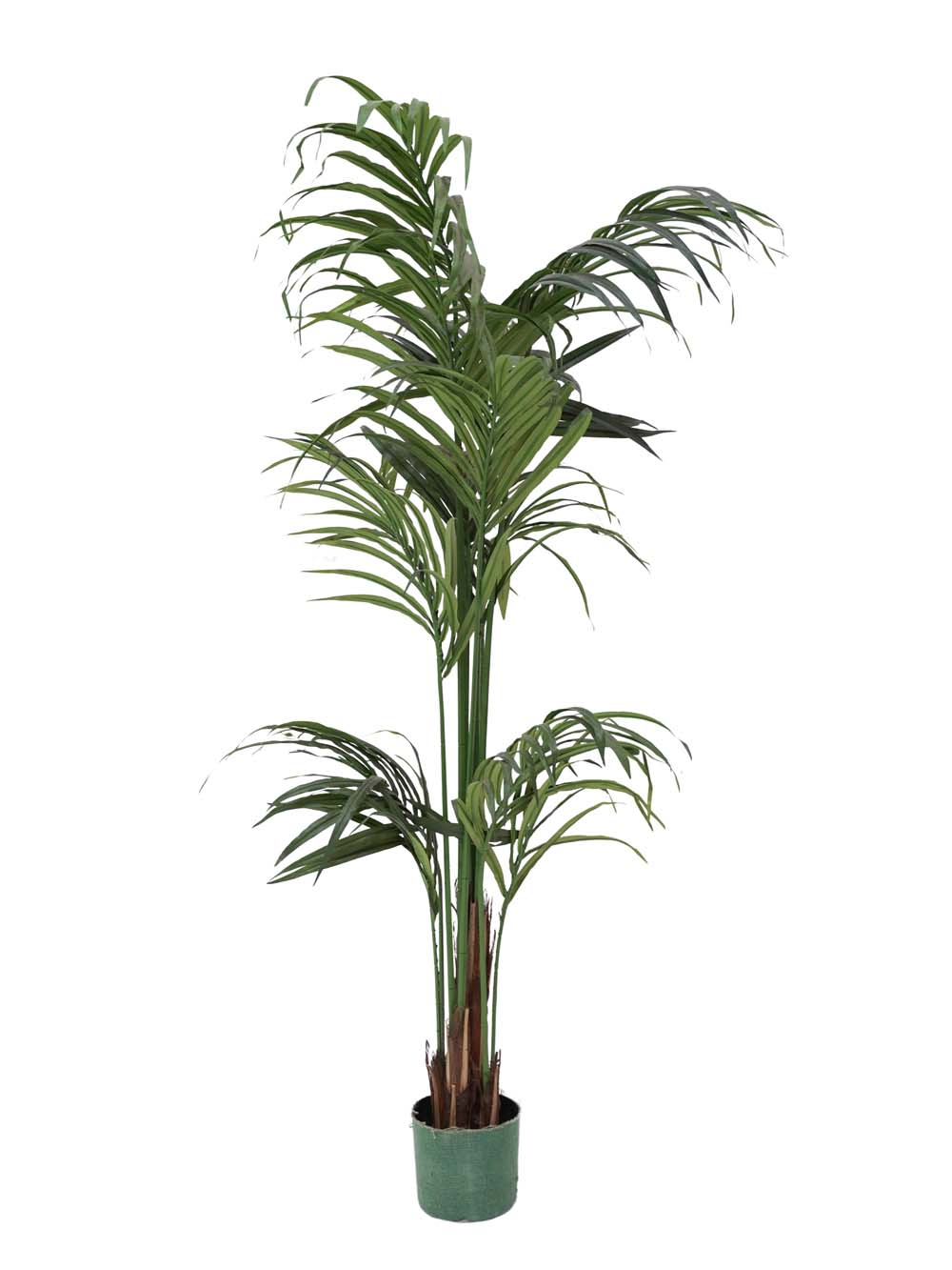 SN8330 _Kentia Palm 2m (FR)_event_prop_hire_EPH_Creative_001 copy _optimised