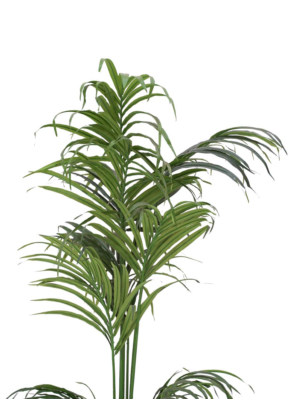 SN8330 _Kentia Palm 2m (FR)_event_prop_hire_EPH_Creative_007 copy _optimised