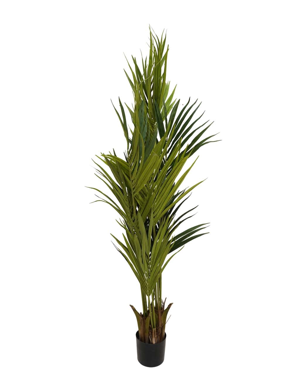 SN8330_Kentia Palm 1.8m (FR)_event_prop_hire_EPH_Creative (4) copy _optimised