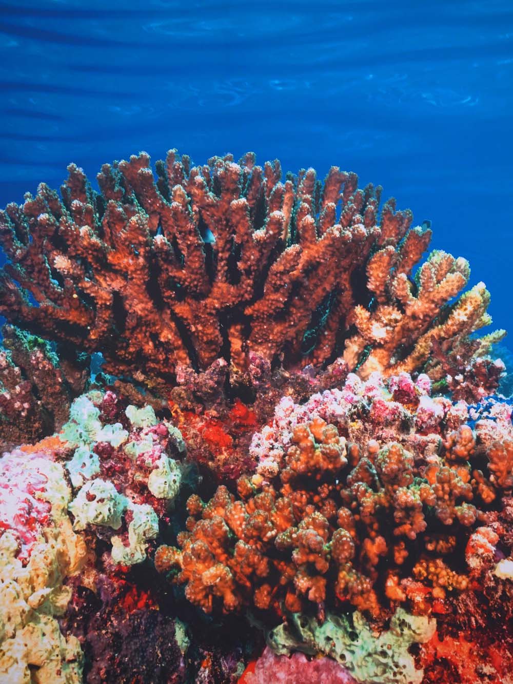 SN16134 _Double Sided Stretch Backdrop - Coral Reef #1 - 2.3m x 3m_event_prop_hire_EPH_Creative_217 copy _optimised