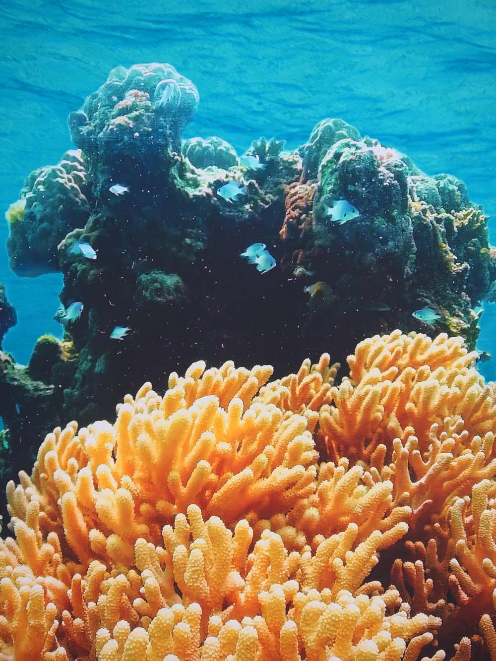 SN16134 _Double Sided Stretch Backdrop - Coral Reef #1 - 2.3m x 3m_event_prop_hire_EPH_Creative_240 copy _optimised