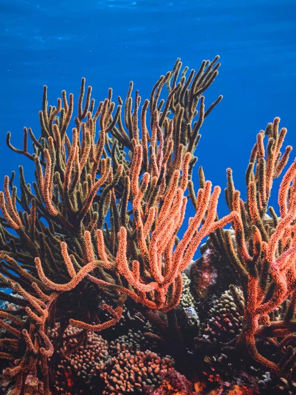 SN16137 _Double Sided Stretch Backdrop - Coral Reef #4 - 2.3m x 3m_event_prop_hire_EPH_Creative_356 copy _optimised