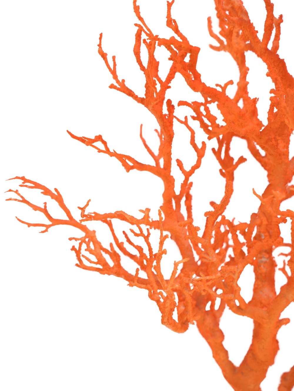 SN15909 _Coral Tree - Orange_event_prop_hire_EPH_Creative_015 copy _optimised
