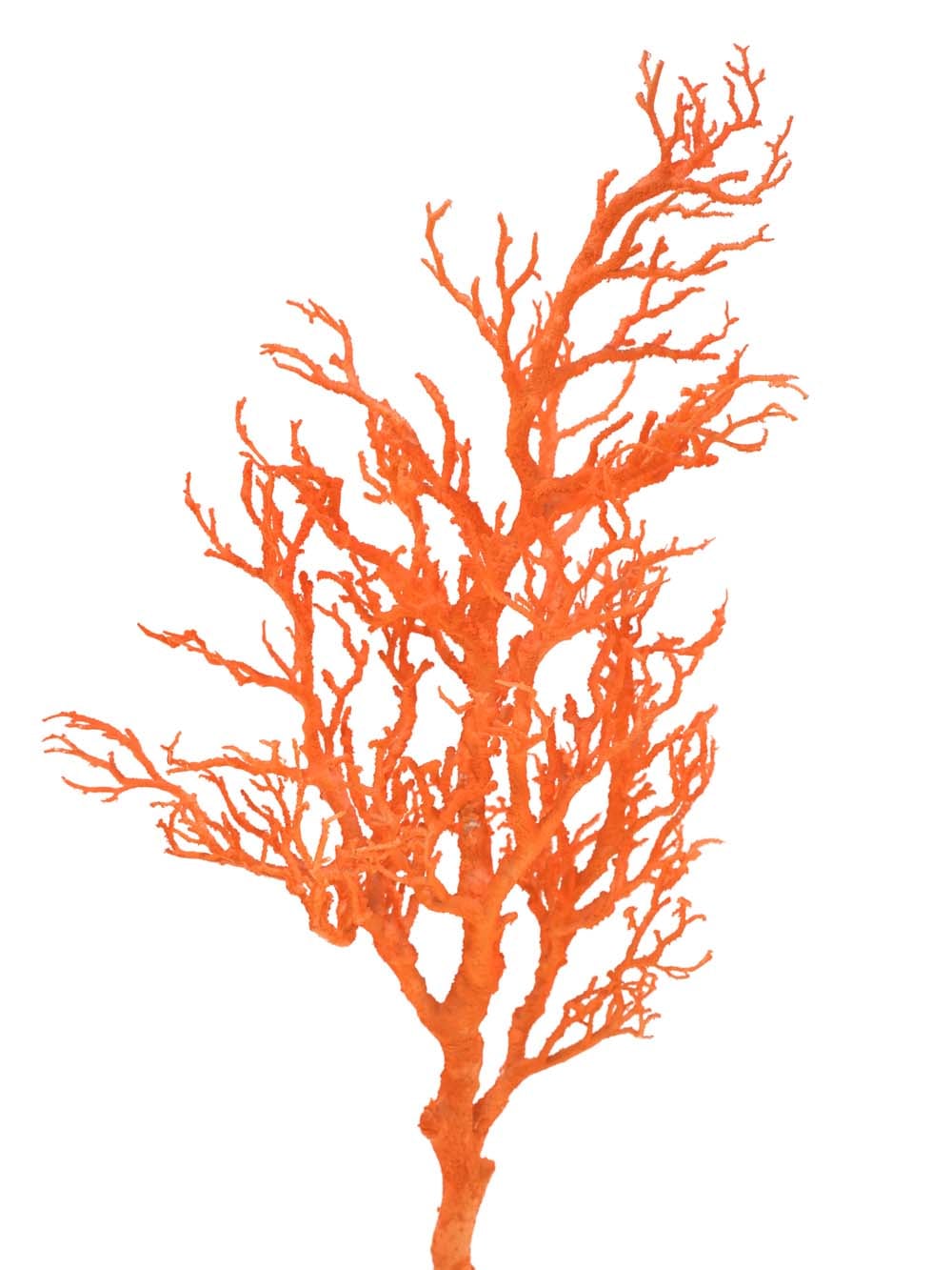 SN15909 _Coral Tree - Orange_event_prop_hire_EPH_Creative_016 copy _optimised