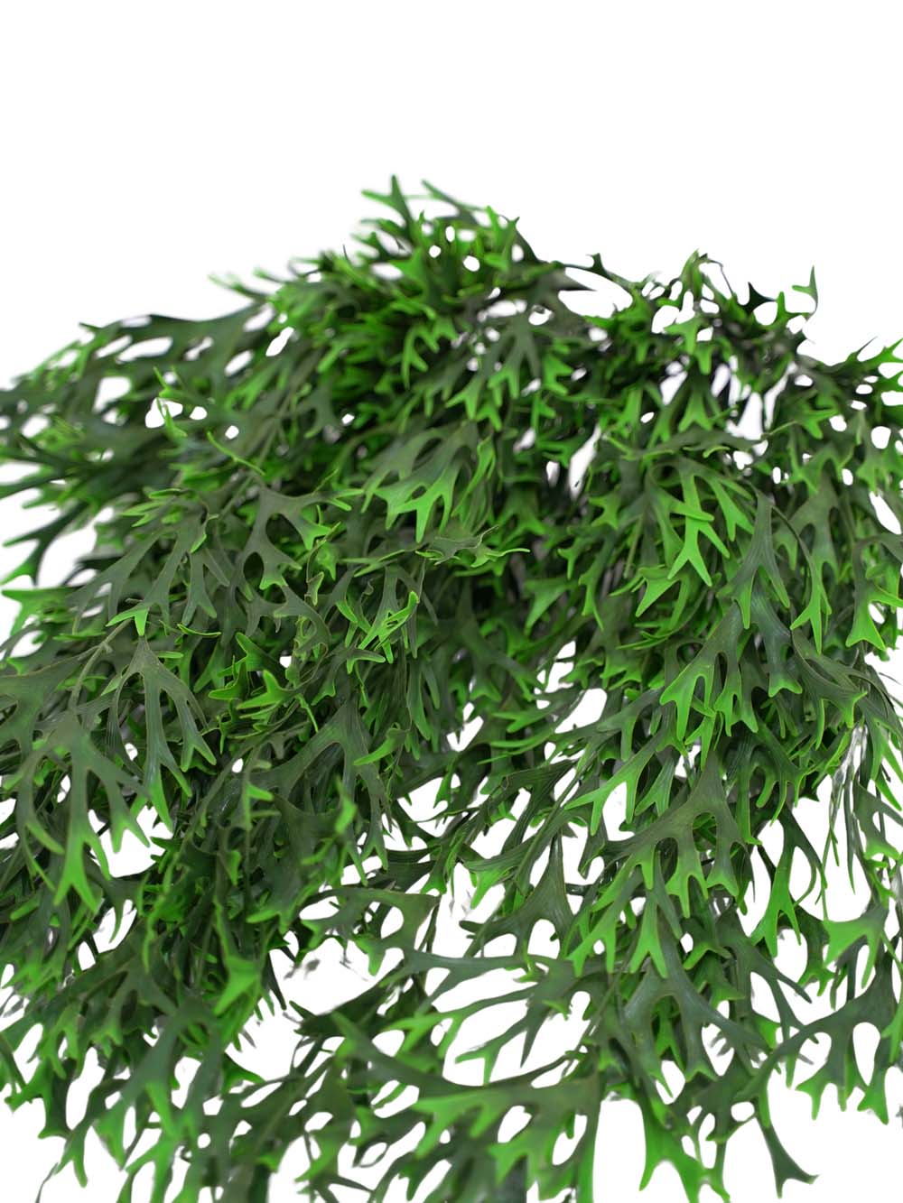 SN11080 _Trailing Staghorn Grass (FR) - Set of 5_event_prop_hire_EPH_Creative_071 copy _optimised