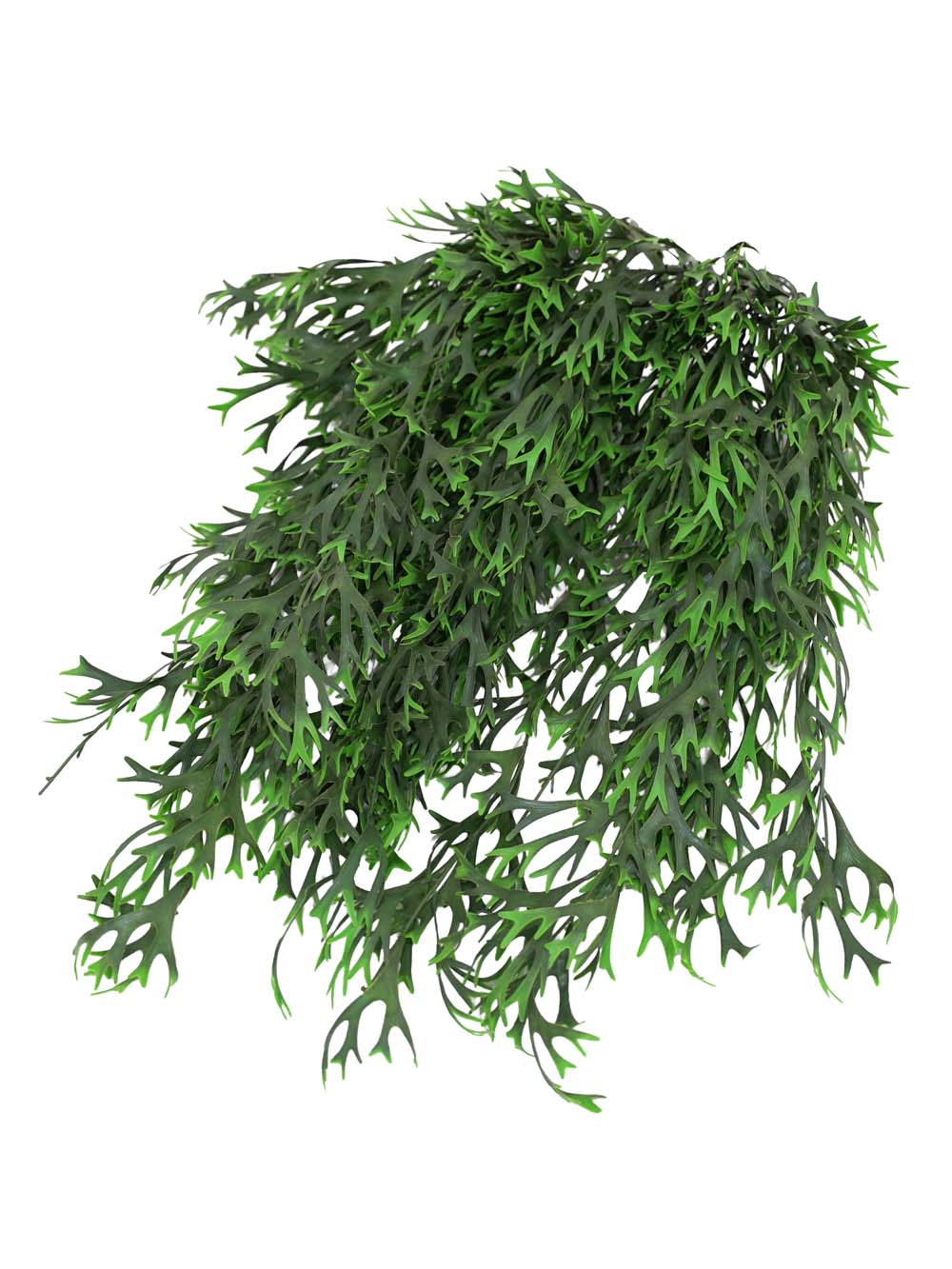 SN11080 _Trailing Staghorn Grass (FR) - Set of 5_event_prop_hire_EPH_Creative_075 copy _optimised