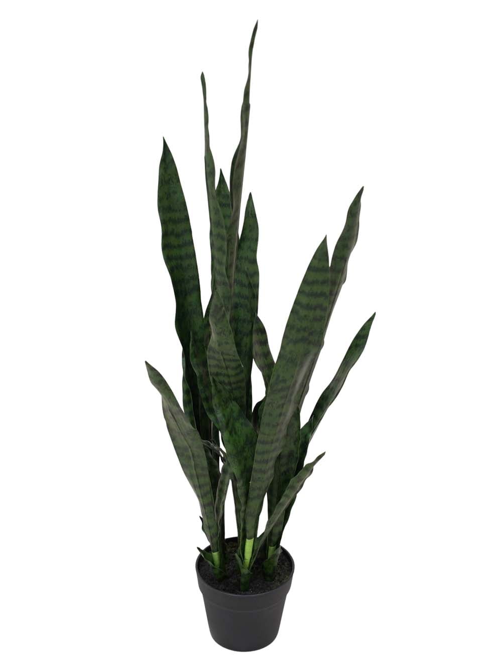SN15879 _Sansevieria - Dark Green - Medium_event_prop_hire_EPH_Creative_419 copy _optimised