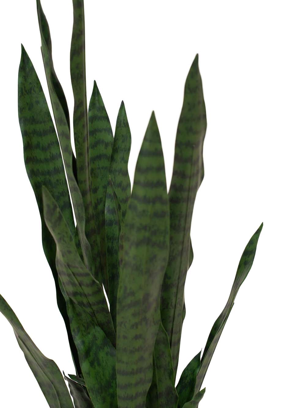 SN15879 _Sansevieria - Dark Green - Medium_event_prop_hire_EPH_Creative_424 copy _optimised