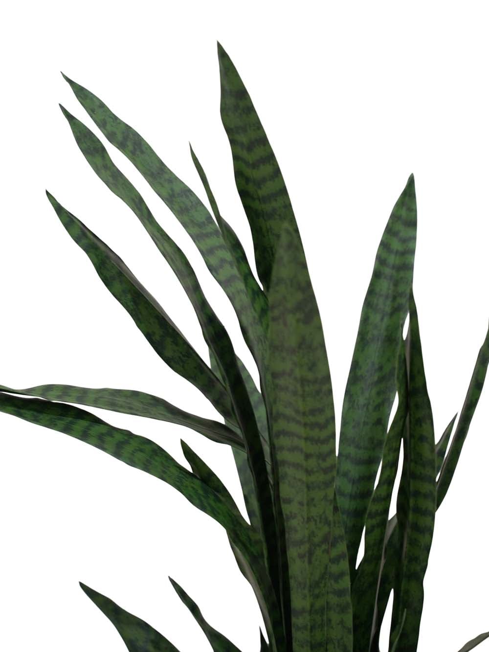 SN15880 _Sansevieria - Dark Green - Large_event_prop_hire_EPH_Creative_430 copy _optimised